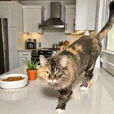 Mobile Cat Grooming   In Your Home