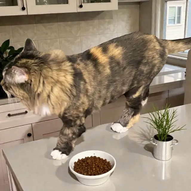 Mobile Cat Grooming   In Your Home - Photo 2