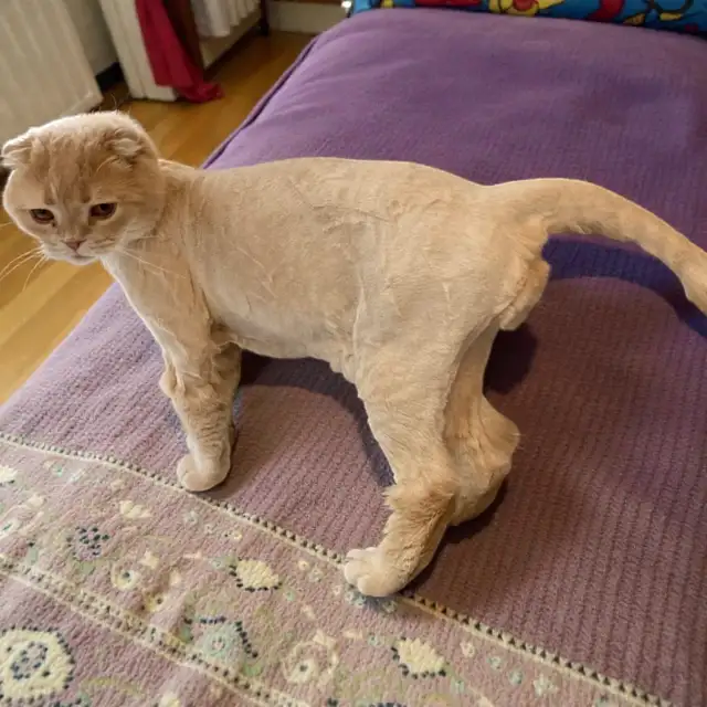 Mobile Cat Grooming   In Your Home - Photo 4