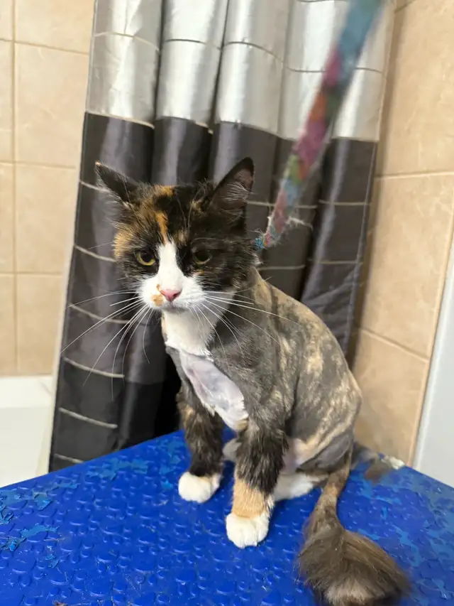 Mobile Cat Grooming   In Your Home - Photo 5