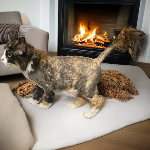 Mobile Cat Grooming   In Your Home - Photo 6