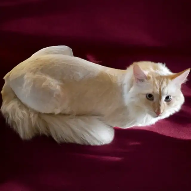 Mobile Cat Grooming   In Your Home - Photo 7