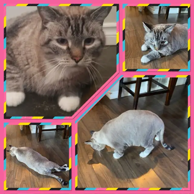 Mobile Cat Grooming   In Your Home - Photo 8