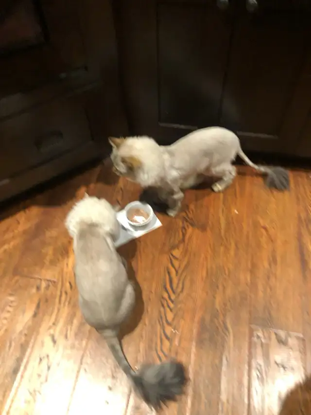 Mobile Cat Grooming   In Your Home - Photo 9