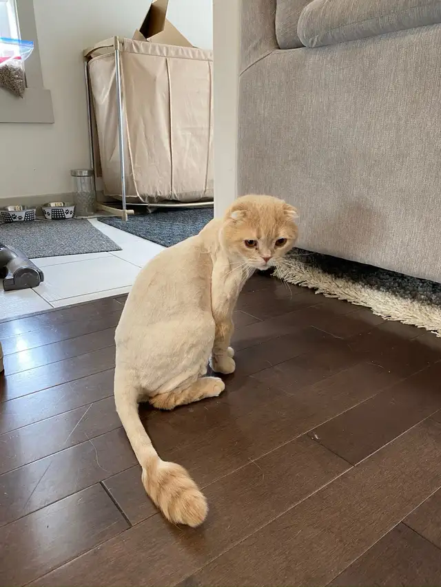 Mobile Cat Grooming   In Your Home - Photo 10