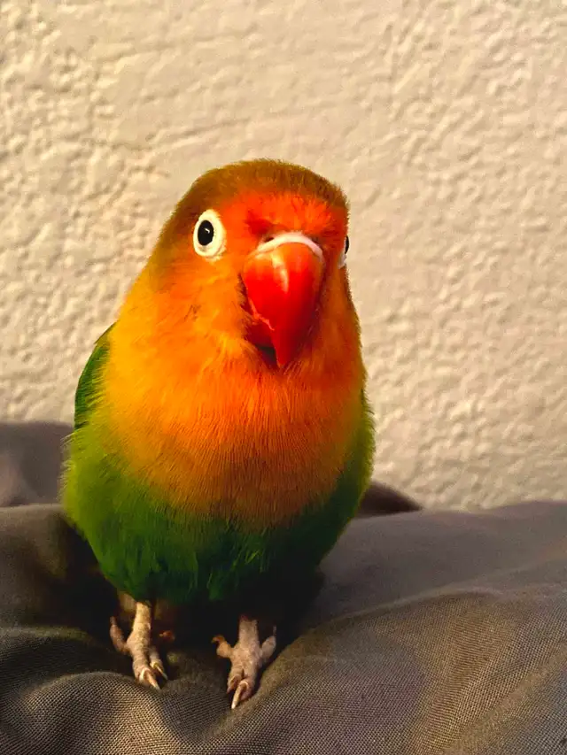Lovebird