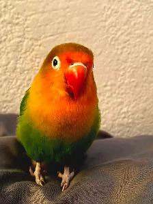 Lovebird