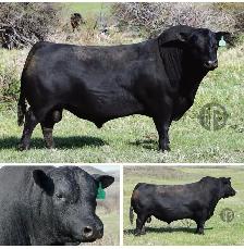 Bkack Angus Bulls
