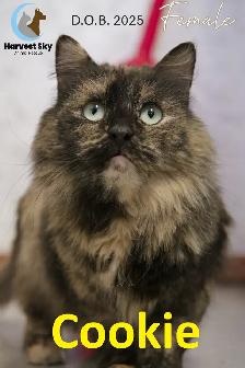 HARVEST SKY ANIMAL RESCUE - 16 ADOPTABLE CATS!!!!!!