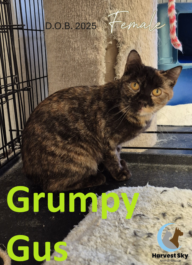 HARVEST SKY ANIMAL RESCUE - 16 ADOPTABLE CATS!!!!!! - Photo 2