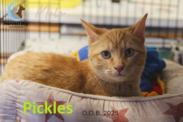 HARVEST SKY ANIMAL RESCUE - 16 ADOPTABLE CATS!!!!!! - Photo 3