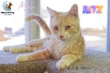 HARVEST SKY ANIMAL RESCUE - 16 ADOPTABLE CATS!!!!!! - Photo 4