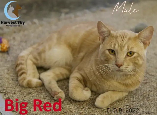 HARVEST SKY ANIMAL RESCUE - 16 ADOPTABLE CATS!!!!!! - Photo 5