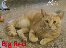 HARVEST SKY ANIMAL RESCUE - 16 ADOPTABLE CATS!!!!!! - Photo 5