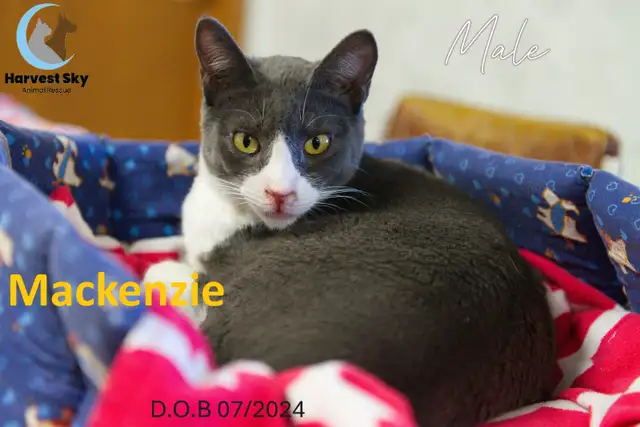 HARVEST SKY ANIMAL RESCUE - 16 ADOPTABLE CATS!!!!!! - Photo 6