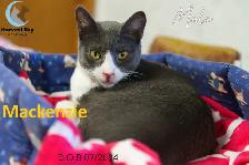 HARVEST SKY ANIMAL RESCUE - 16 ADOPTABLE CATS!!!!!! - Photo 6
