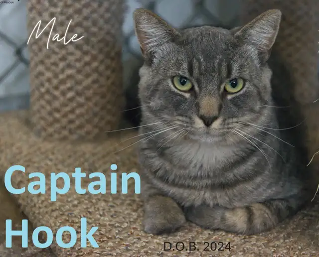 HARVEST SKY ANIMAL RESCUE - 16 ADOPTABLE CATS!!!!!! - Photo 9