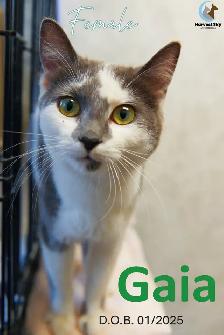 HARVEST SKY ANIMAL RESCUE - 16 ADOPTABLE CATS!!!!!! - Photo 10