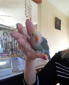 beau bébé inséparable roseicollis nourrit à la main