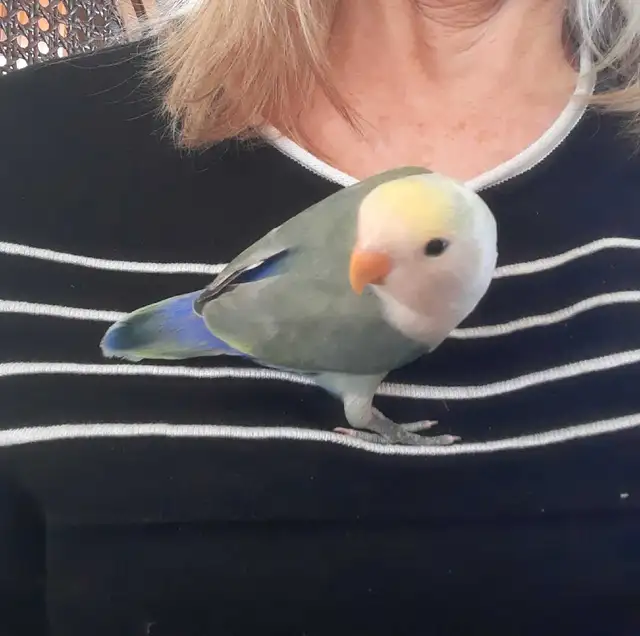 beau bébé inséparable roseicollis nourrit à la main - Photo 4