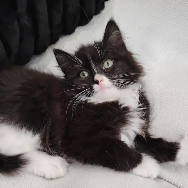 Chaton Sibérien hypoallergene