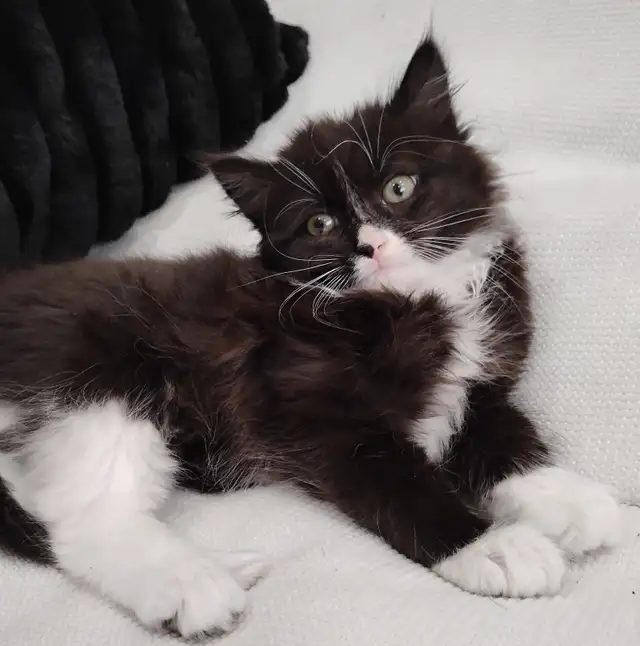 Chaton Sibérien hypoallergene - Photo 2