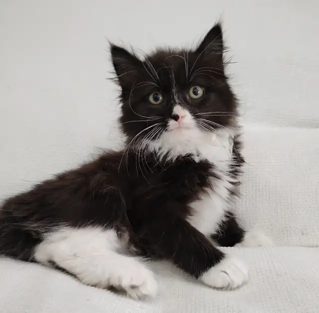 Chaton Sibérien hypoallergene - Photo 4