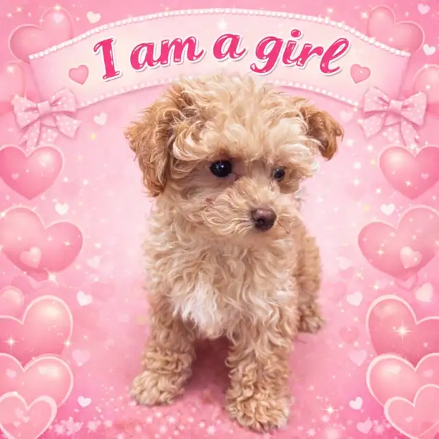 tiny babies ready for loving homes ❤️