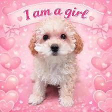 tiny babies ready for loving homes ❤️ - Photo 2