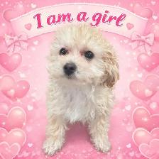 tiny babies ready for loving homes ❤️ - Photo 3