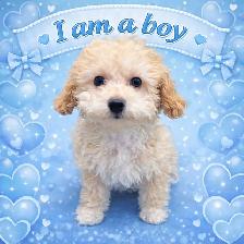 tiny babies ready for loving homes ❤️ - Photo 4