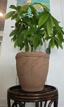 PLANTERS AND POTS - Photo 6