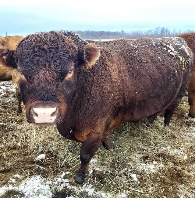 bull (looking to rent a bull)