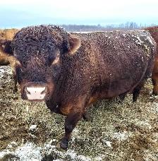 bull (looking to rent a bull)