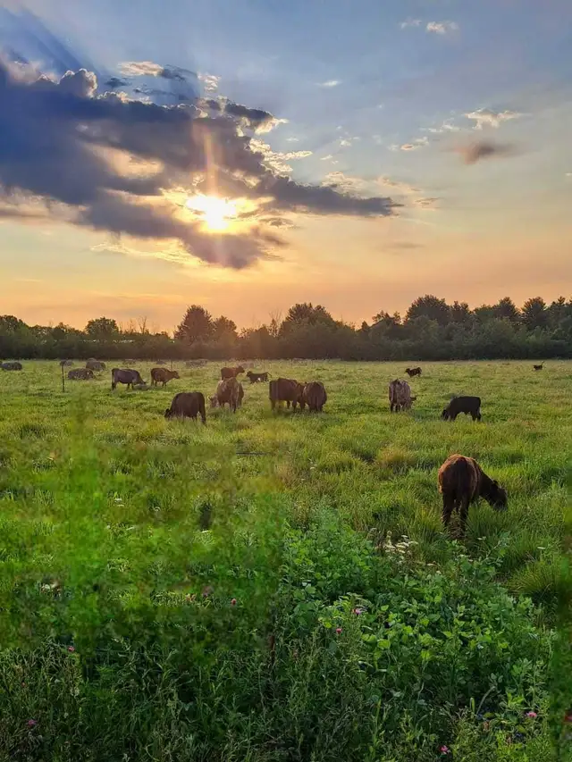 bull (looking to rent a bull) - Photo 2