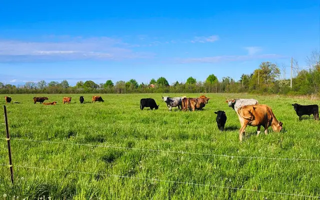 bull (looking to rent a bull) - Photo 3