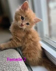 4 Magnifiques Chatons Prêt à partir ❤️