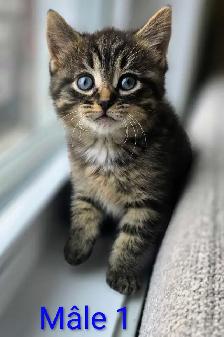 4 Magnifiques Chatons Prêt à partir ❤️ - Photo 2