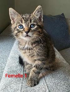 4 Magnifiques Chatons Prêt à partir ❤️ - Photo 3