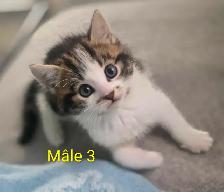 4 Magnifiques Chatons Prêt à partir ❤️ - Photo 4