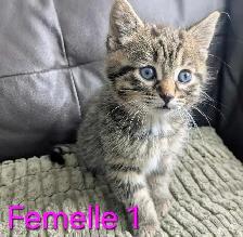 4 Magnifiques Chatons Prêt à partir ❤️ - Photo 5