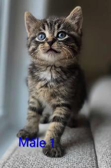 4 Magnifiques Chatons Prêt à partir ❤️ - Photo 6