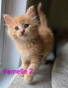 4 Magnifiques Chatons Prêt à partir ❤️ - Photo 7