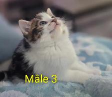 4 Magnifiques Chatons Prêt à partir ❤️ - Photo 8
