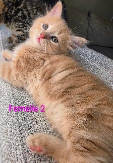4 Magnifiques Chatons Prêt à partir ❤️ - Photo 9