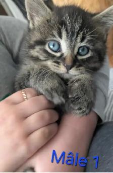 4 Magnifiques Chatons Prêt à partir ❤️ - Photo 10