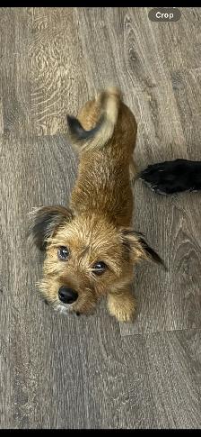 Reece (Puppy) - Photo 2