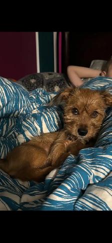 Reece (Puppy) - Photo 3