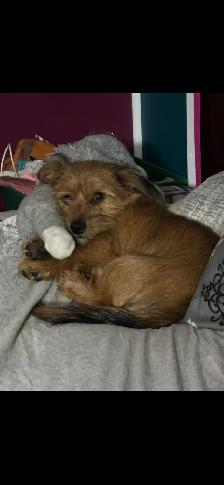 Reece (Puppy) - Photo 4