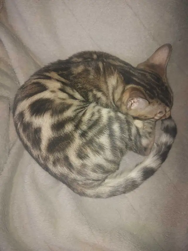 bébé bengal